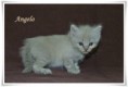 /album/angelo/angelo-5-hetes-002-jpg/